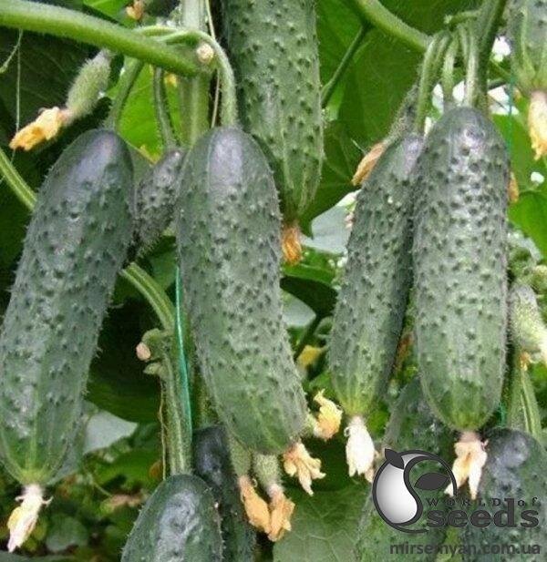 Огірок "Лютояр" F1 250с. (Yuksel Seeds) Огірок "Лютояр" F1 250с. (Yuksel Seeds)