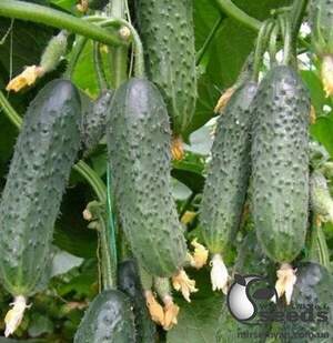 Огірок "Лютояр" F1 250с. (Yuksel Seeds)