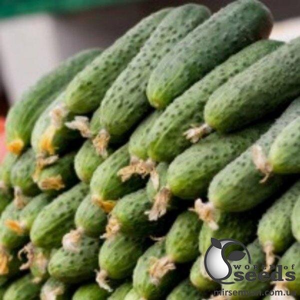 Огірок  Огірок