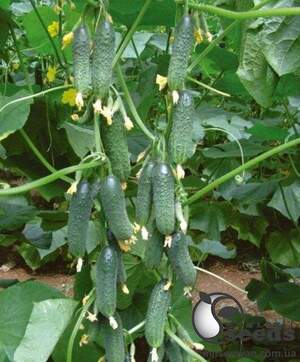 Огірок  Огірок