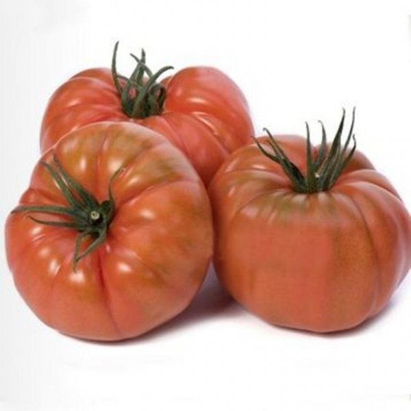 Томат "Ред Кой" F1 100 семена (Yuksel Seeds) Томат "Ред Кой" F1 100 семена (Yuksel Seeds)