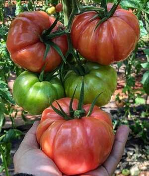 Томат "Ред Кой" F1 100 семена (Yuksel Seeds) Томат "Ред Кой" F1 100 семена (Yuksel Seeds)