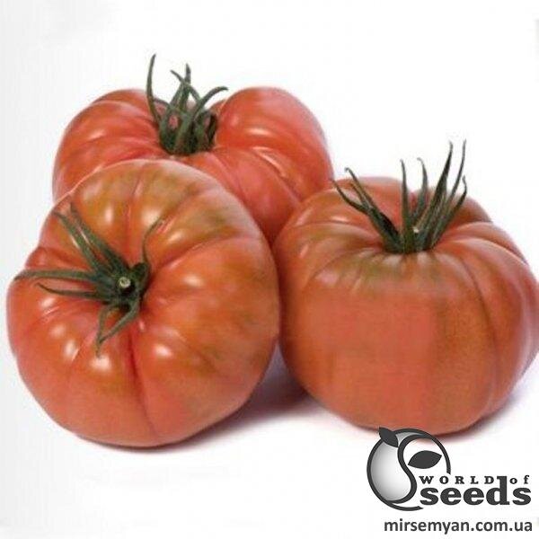 Томат Томат