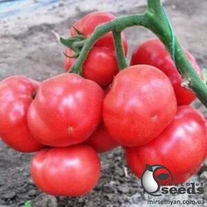 Томат "Азія" F1 500 семена (Yuksel Seeds)