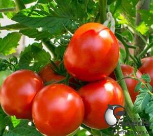 Томат "Саргас" F1 1000 семена (Yuksel Seeds)