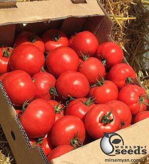 Томат "Ліда" F1 500 семена (Yuksel Seeds) Томат "Ліда" F1 500 семена (Yuksel Seeds)