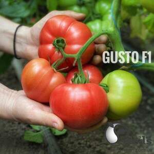 Томат "Гюсто" F1 500 нас. (Yuksel Seeds)