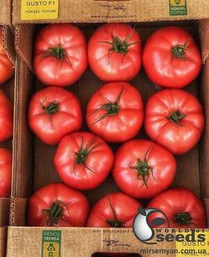 Томат Томат