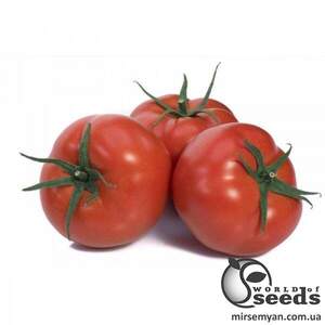 Томат "Мейс" F1 1000 семена (Yuksel Seeds)
