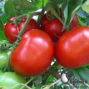 Томат "Мейс" F1 1000 семена (Yuksel Seeds) Томат "Мейс" F1 1000 семена (Yuksel Seeds)