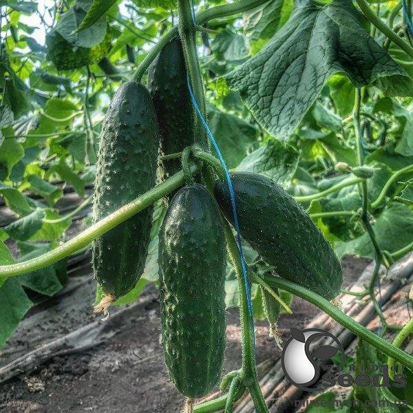 Огірок Капрікорн F1 500 нас. Yuksel Огірок Капрікорн F1 500 нас. Yuksel