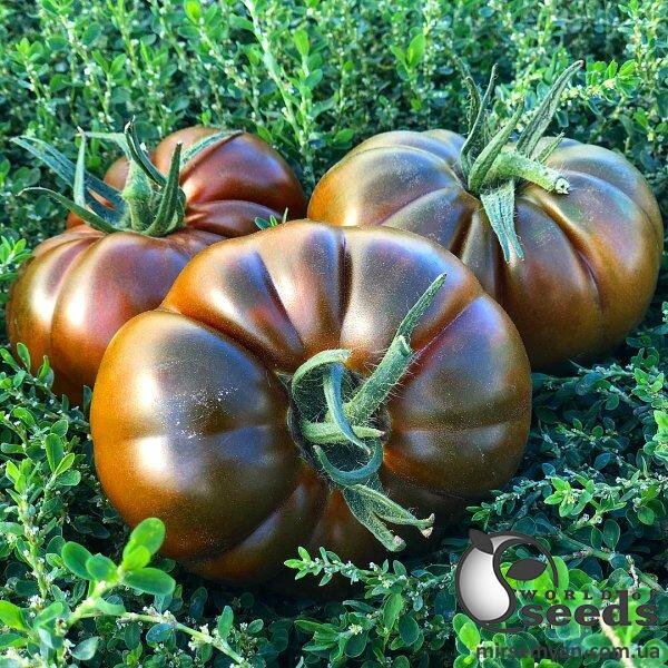 Томат "Браун Кой" F1 100 семена (Yuksel Seeds) Томат "Браун Кой" F1 100 семена (Yuksel Seeds)