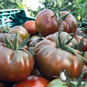 Томат "Браун Кой" F1 100 семена (Yuksel Seeds)