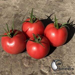 Томат "Пінк Нагетс" F1 500 семена (Yuksel Seeds)