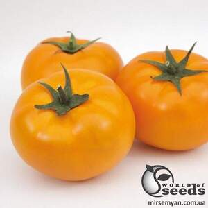 Насіння томату "Ямамото (КС10) F1/ Yamamoto F1" 1000 сем , Kitano/Китано
