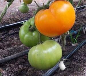 Насіння томату "Ямамото (КС10) F1/ Yamamoto F1" 1000 сем , Kitano/Китано Насіння томату "Ямамото (КС10) F1/ Yamamoto F1" 1000 сем , Kitano/Китано