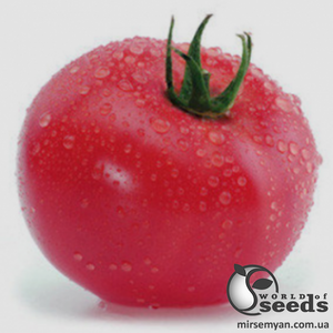 Насіння томату "КС 14 (Кітару) F1/ КС 14 (Kitaru) F1" 500 сем , Kitano/Китано