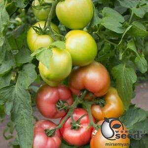 Насіння томату "КС 38 (Асано) F1/ КС38 (Asano) F1" 1000 сем , Kitano/Китано