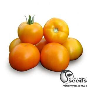 Насіння томату "КС 17 (Нуксі) F1/ КС17 (Nuksi) F1" 1000 сем , Kitano/Китано