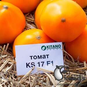 Насіння томату "КС 17 (Нуксі) F1/ КС17 (Nuksi) F1" 1000 сем , Kitano/Китано