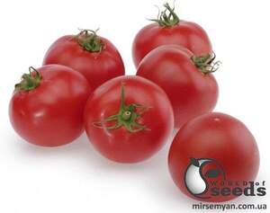 Насіння томату "Тайлер F1/ Tailer F1" 500 сем , Kitano/Китано