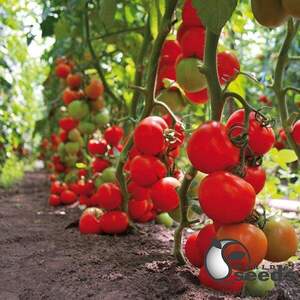 Насіння томату "Тайлер F1/ Tailer F1" 500 сем , Kitano/Китано