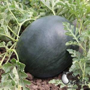 Насіння кавуна "КС 160 F1" 100 семена , Kitano/Китано