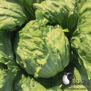 Салат Бізнес/ Biznes  5 000 семена  (Bejo)