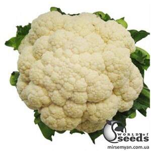 Капуста цвітна "Гудмен/Goodman" 1 000 с. Бейо (Bejo)