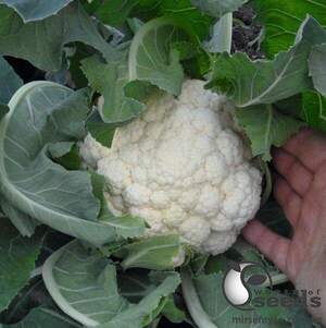 Капуста цвітна "Гудмен/Goodman" 1 000 с. Бейо (Bejo)