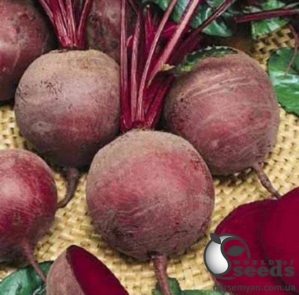 Буряк столовий Водан / Wodan F1 2 500 нас. (Bejo) Буряк столовий Водан / Wodan F1 2 500 нас. (Bejo)