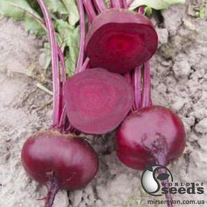 Буряк столовий Водан / Wodan  F1 25 000 нас. (Bejo)