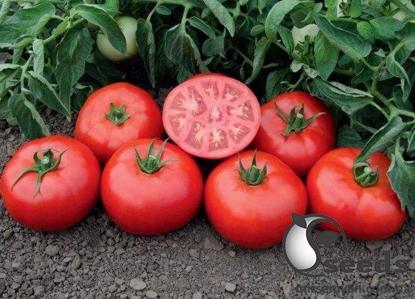 Насіння томату детермінантного "Томськ F1/Tomsk F1" F1 1 000 с. Бейо, (Bejo) Насіння томату детермінантного "Томськ F1/Tomsk F1" F1 1 000 с. Бейо, (Bejo)