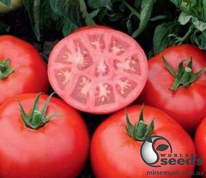 Насіння томату детермінантного 