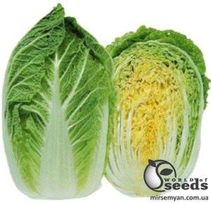 Капуста пекінська "AMG 2275" , 2 500 сім., AMG