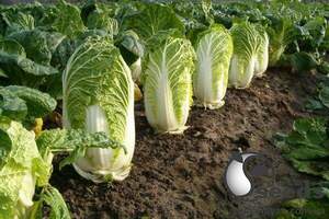 Капуста пекінська "AMG 2275" , 2 500 сім., AMG