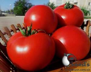 Томат "Оазис F1/ Oasis F1" 250 насінин Клоз (Clause)