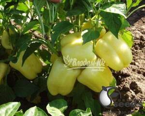 Перець Перець