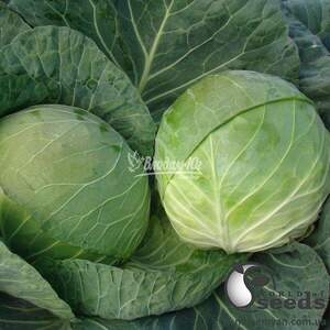 Капуста білокачанна середня "Браво/ Bravo" F1 10 г, Клоз, (Clause)