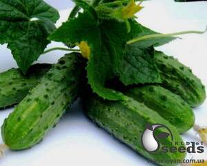 Насіння огірка "Регал F1/ Regal F1" 500 г. Клоз (Clause)