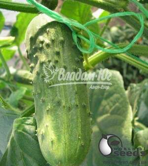 Насіння огірка "Регал F1/ Regal F1" 500 г. Клоз (Clause)