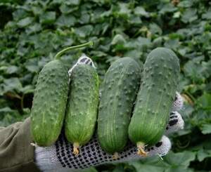 Насіння огірка "Регал F1/ Regal F1" 10 г. Клоз (Clause)