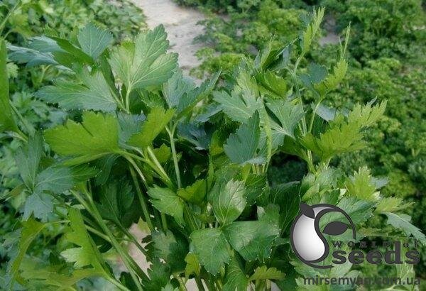 Петрушка Новас / Novas 250 г. (Clause) Петрушка Новас / Novas 250 г. (Clause)