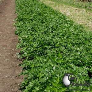 Петрушка Новас / Novas 250 г. (Clause) Петрушка Новас / Novas 250 г. (Clause)