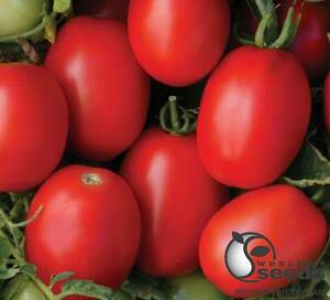 Томат "Діно F1/ Dino F1" 5000 насінин Клоз (Clause)