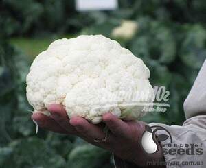 Капуста цвітна "Саборд F1/Sabord F1" 1000 семена Клоз (Clause)