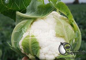 Капуста цвітна "Саборд F1/Sabord F1" 1000 семена Клоз (Clause)