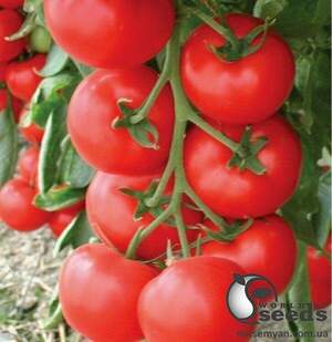 Томат " Кристал F1/ Kristal F1 " 5 г. Клоз (Clause)