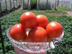 Томат " Кристал F1/ Kristal F1 " 5 г. Клоз (Clause)