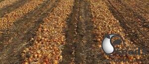 Цибуля " Іспаньол / Espanyol " 0,5 кг Клоз (Clause)